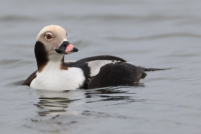 Long-tailed Duck