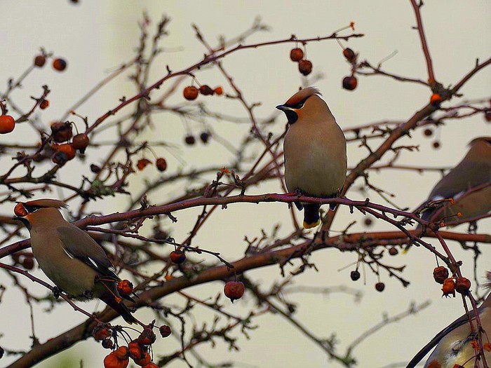 Waxwing