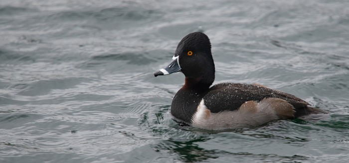 Ring-necked Duck