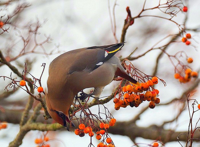 Waxwing