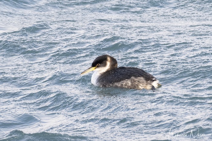 Red-necked Grebe