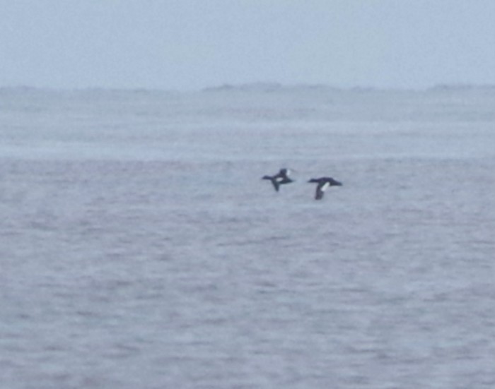 Velvet Scoter