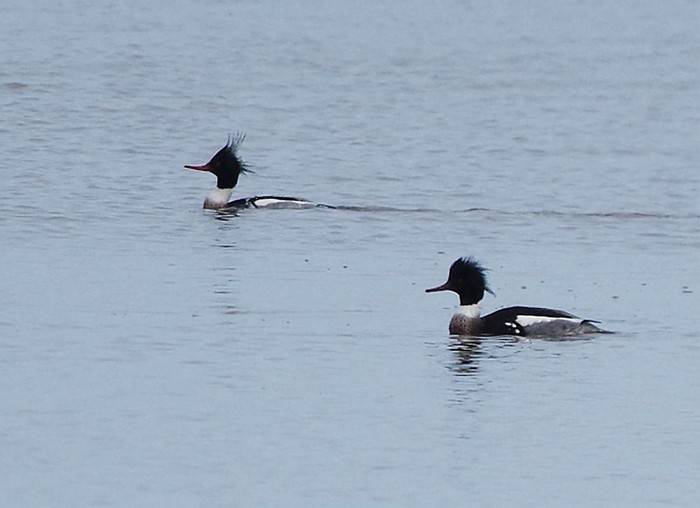 Red-breasted Merganser
