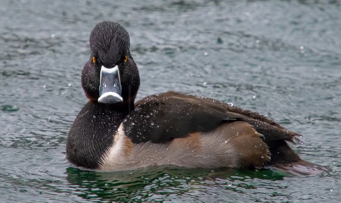 Ring-necked Duck