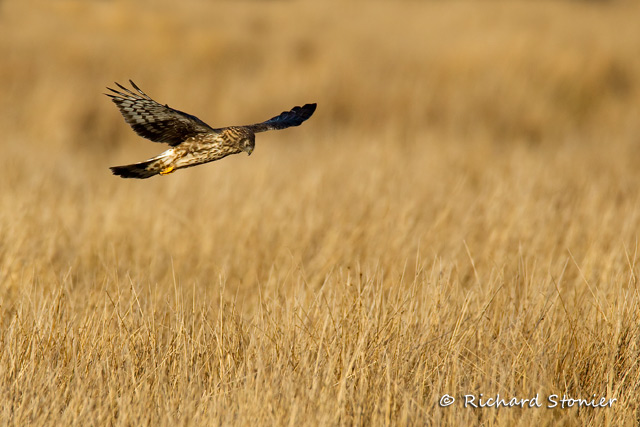Hen Harrier