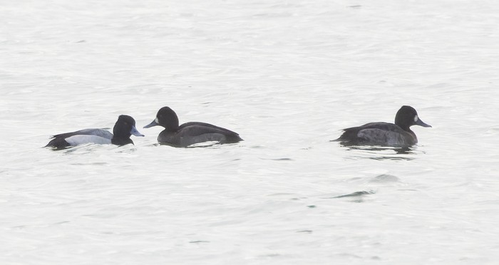 Lesser Scaup