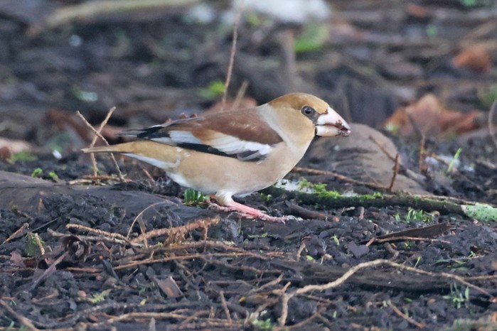Hawfinch
