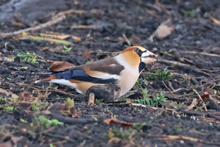 Hawfinch