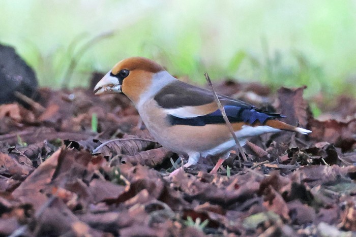 Hawfinch
