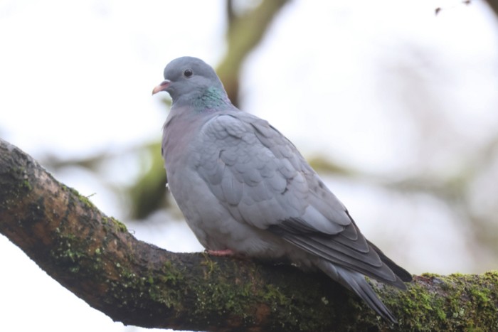 Stock Dove