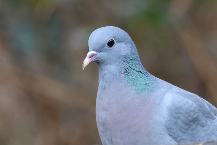 Stock Dove