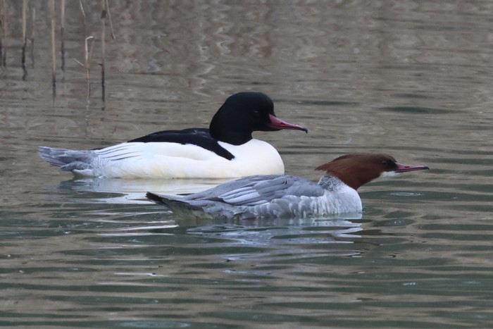 Goosander