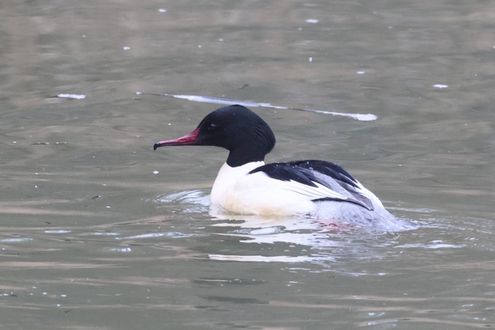 Goosander