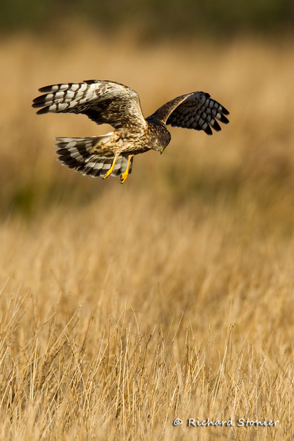 Hen Harrier