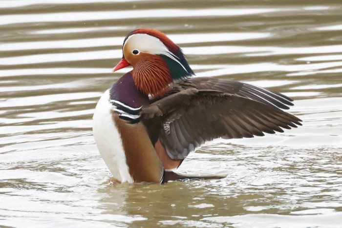 Mandarin
