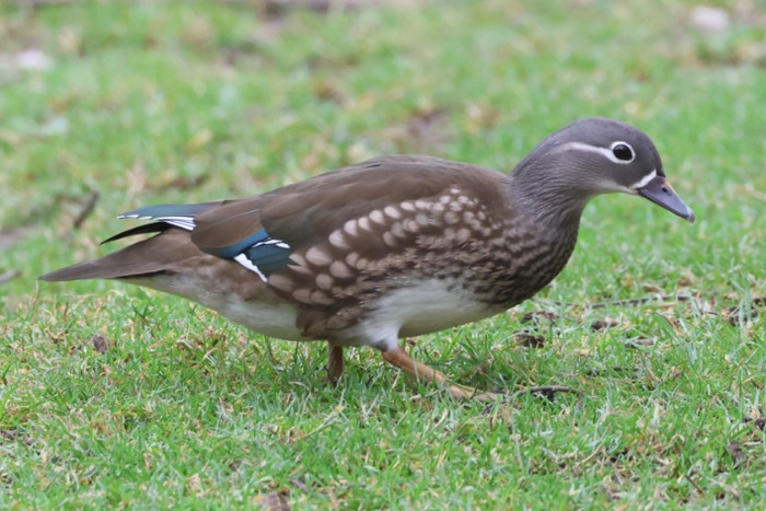 Mandarin