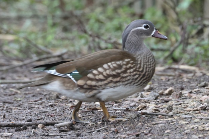 Mandarin