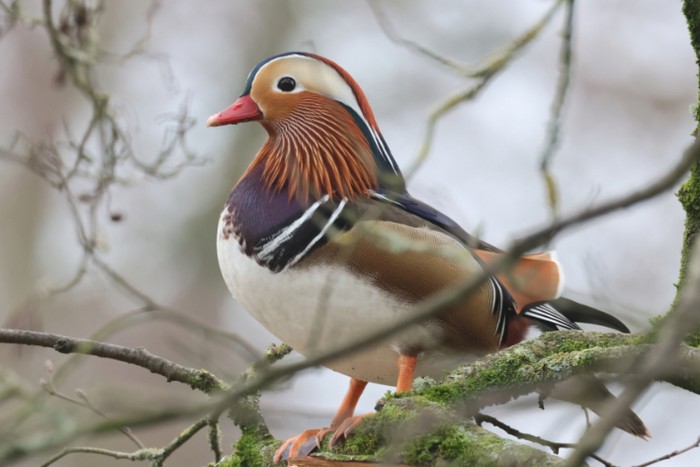 Mandarin