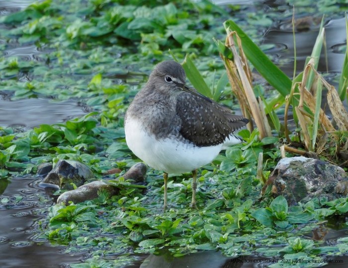 Green Sandpiper