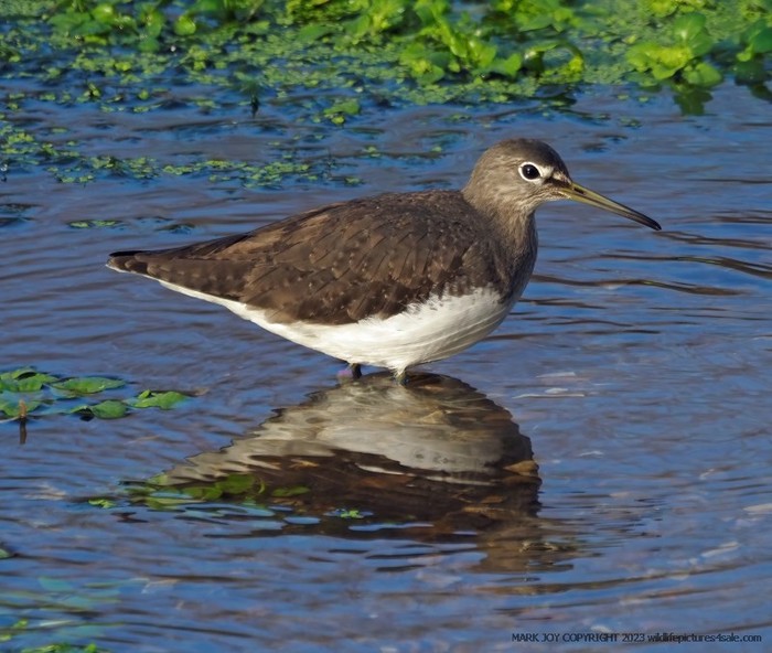 Green Sandpiper