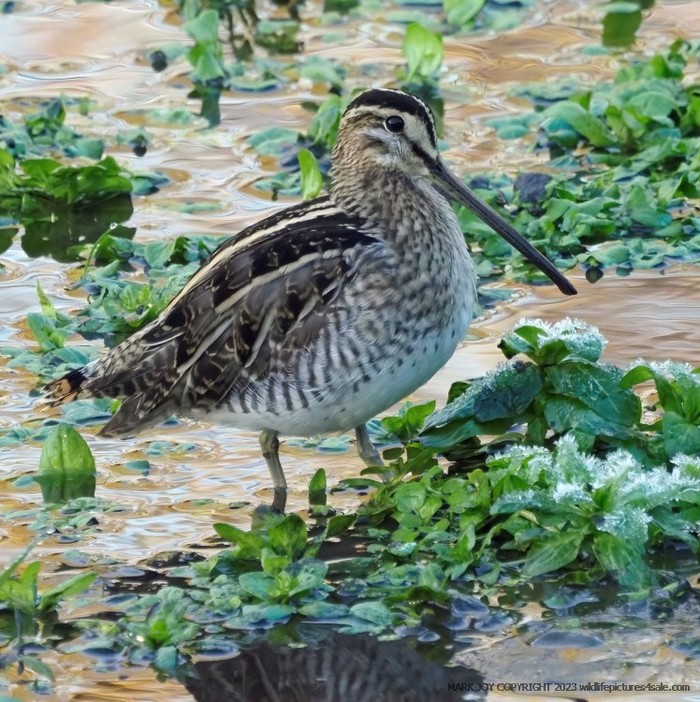 Snipe