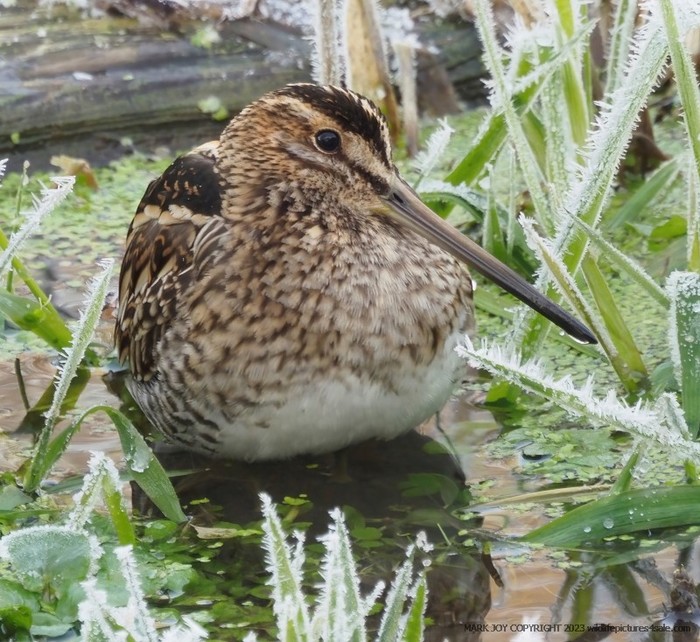 Snipe
