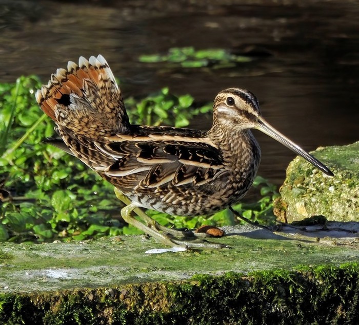 Snipe