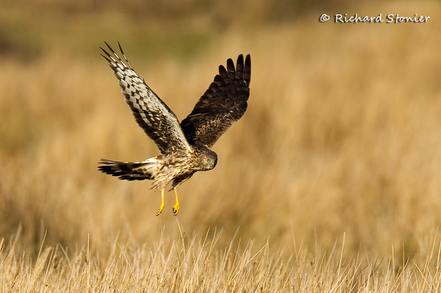 Hen Harrier