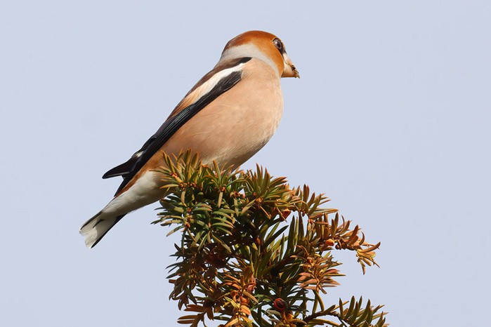 Hawfinch