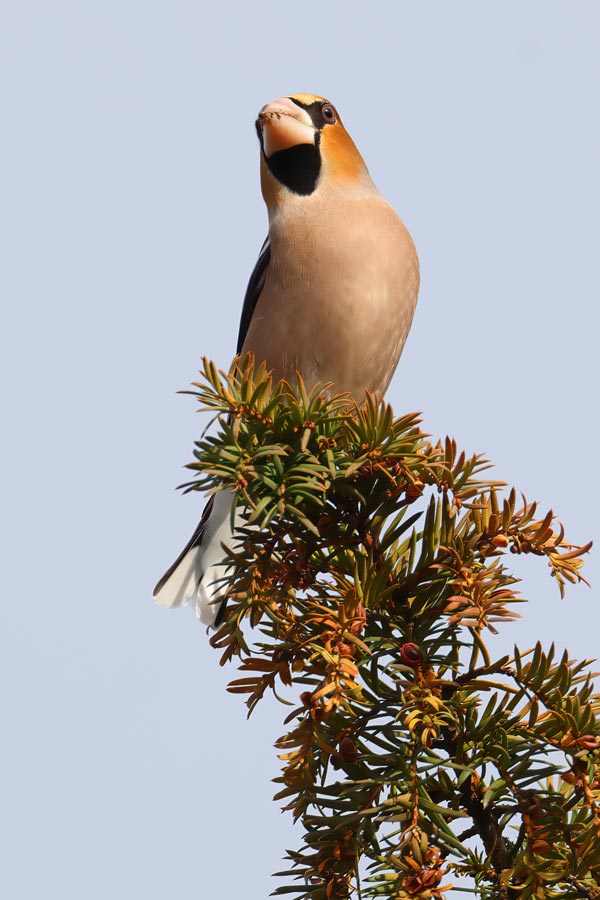 Hawfinch