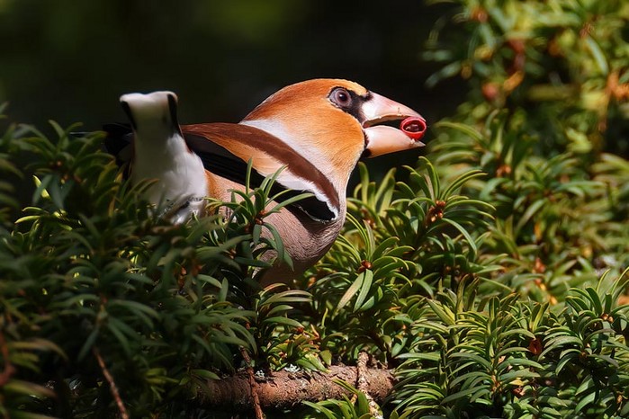 Hawfinch