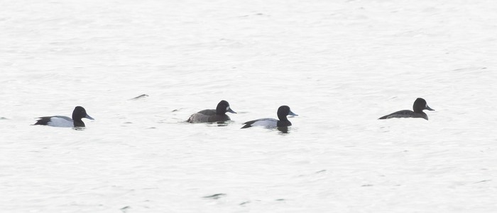 Lesser Scaup