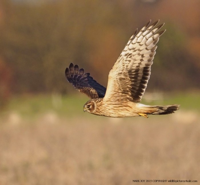 Hen Harrier