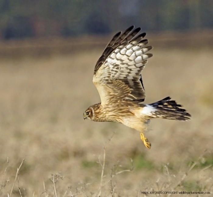 Hen Harrier