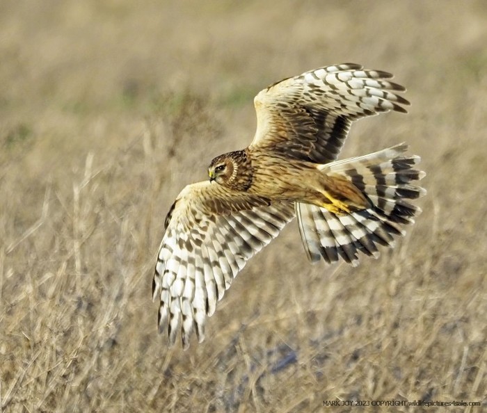 Hen Harrier