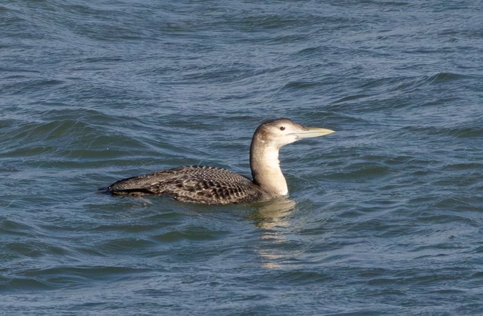 White-billed Diver
