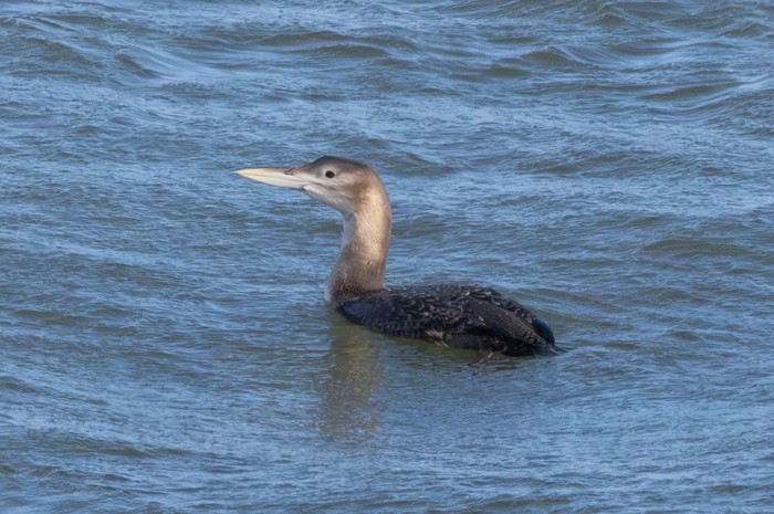 White-billed Diver