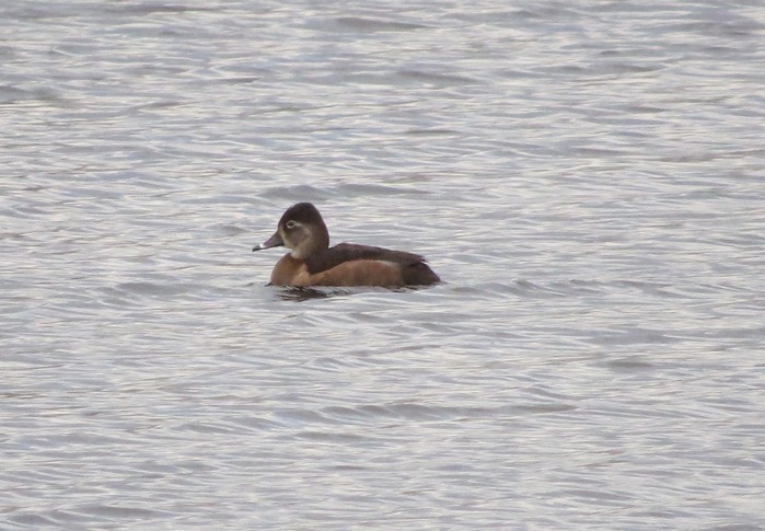 Ring-necked Duck