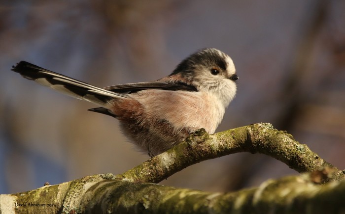 Long-tailed Tit 