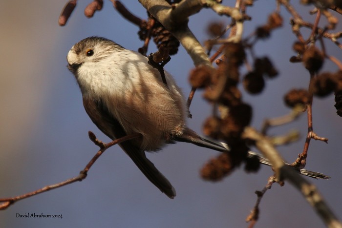 Long-tailed Tit 