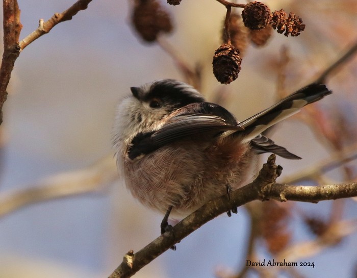 Long-tailed Tit 