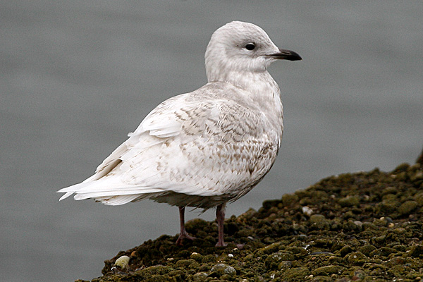 Iceland Gull
