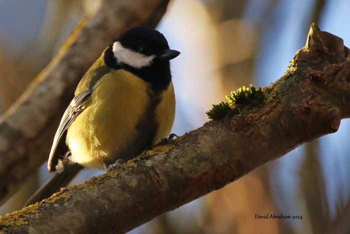 Great Tit 