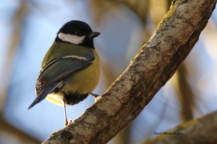 Great Tit 