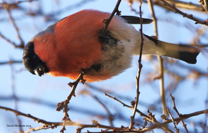 Bullfinch 