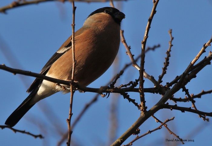 Bullfinch 