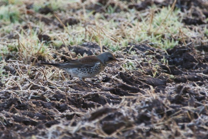 Fieldfare 
