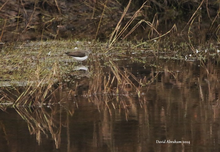Green Sandpiper 