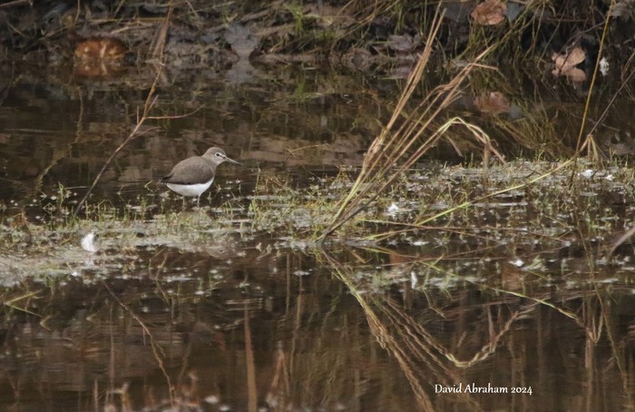 Green Sandpiper 