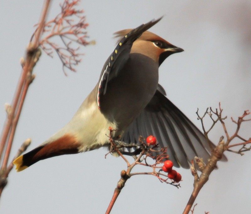 Waxwing